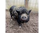 Adopt Mrs. Potts and Chip a Pig (Potbellied) farm-type animal in Kerhonkson
