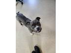 Adopt 52186081 a Gray/Blue/Silver/Salt & Pepper American Pit Bull Terrier /