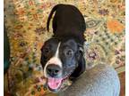 Adopt Peggy a Black - with White Pit Bull Terrier / American Staffordshire