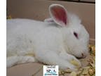 Adopt George a White Other/Unknown / Other/Unknown / Mixed rabbit in Niagara
