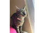 Adopt Misty a Spotted Tabby/Leopard Spotted Domestic Shorthair / Mixed cat in