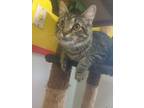 Adopt SHYLA! a Brown Tabby Domestic Shorthair (short coat) cat in Owenboro