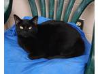 Adopt Benson a All Black Domestic Shorthair / Domestic Shorthair / Mixed cat in