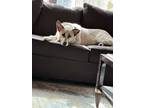Adopt KyL3 a White - with Gray or Silver Husky / Labrador Retriever / Mixed dog