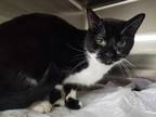 Adopt LISA! a Black (Mostly) Domestic Shorthair (short coat) cat in Owenboro