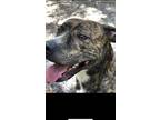 Adopt Duke a Brindle - with White American Staffordshire Terrier / Mixed dog in