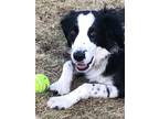Adopt Wally a Black - with White Border Collie / Mixed dog in Ardsley