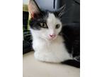 Adopt VOGUE! a Black & White or Tuxedo Domestic Shorthair (short coat) cat in
