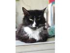 Adopt JAZ! a Black & White or Tuxedo Domestic Longhair (long coat) cat in