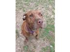 Adopt Bella a Brown/Chocolate Labrador Retriever / Terrier (Unknown Type