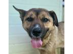 Adopt Molly a Brown/Chocolate - with Tan Jindo / Jindo / Mixed dog in Los