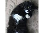 Adopt Tweetie a All Black Domestic Longhair / Mixed cat in Folsom, LA (37713513)
