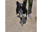Adopt Saba a Black Border Collie / Blue Heeler / Mixed dog in Edinburg