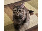 Adopt Chanel a Gray, Blue or Silver Tabby American Shorthair (medium coat) cat