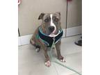 Adopt Chanel a Brindle Mixed Breed (Large) / Mixed dog in Lauderhill