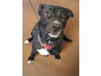 Adopt Clover a Black Labrador Retriever / Mixed dog in Winfield, KS (37524673)