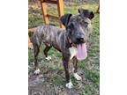 Adopt Ducky a Brindle - with White Terrier (Unknown Type