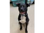 Adopt Caroline a Black Labrador Retriever / Terrier (Unknown Type