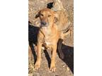 Adopt Sandi a Brindle - with White Mountain Cur / Labrador Retriever / Mixed dog