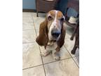 Adopt Daphne a Tricolor (Tan/Brown & Black & White) Basset Hound / Mixed dog in