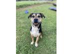 Adopt Boy a Tricolor (Tan/Brown & Black & White) Mixed Breed (Large) / Mixed dog