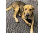 Adopt Sammy a Brown/Chocolate - with Black German Shepherd Dog / Mixed Breed