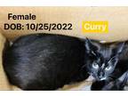 Adopt Curry a All Black Domestic Shorthair / Domestic Shorthair / Mixed cat in