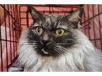 Adopt Pisces a Gray or Blue Domestic Longhair / Mixed Breed (Medium) / Mixed