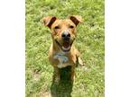 Adopt Marco a Red/Golden/Orange/Chestnut - with White Pit Bull Terrier /