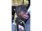 Adopt Lacie a Black - with Gray or Silver Pit Bull Terrier / Mixed dog in