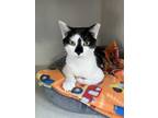 Adopt SARA a Black & White or Tuxedo Domestic Shorthair (short coat) cat in