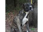 Adopt Roscoe Jenkins a Brindle Mountain Cur / Mixed dog in Monroeville