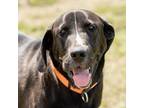 Adopt Tip a Black Mixed Breed (Large) / Mixed dog in Ponderay, ID (37674154)