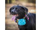 Adopt Reba a Black Labrador Retriever / Golden Retriever / Mixed dog in Helena