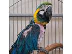 Adopt Bodie a Macaw bird in Kanab, UT (37746542)