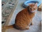 Adopt Toby a Orange or Red Tabby Domestic Shorthair (short coat) cat in Sherman