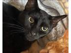 Adopt IRIS X a Domestic Shorthair / Mixed (short coat) cat in Newaygo