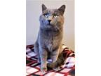 Adopt Titus a Gray, Blue or Silver Tabby Russian Blue cat in Portland