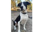 Adopt Milo a Beagle / Bull Terrier / Mixed dog in WAYNESVILLE, GA (37513562)