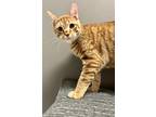 Adopt Rapper a Domestic Shorthair / Mixed (short coat) cat in Park City
