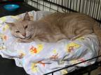 Adopt Tosh (aka Hoop) a Domestic Shorthair / Mixed (short coat) cat in