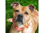 Adopt June a American Pit Bull Terrier / Mixed dog in Troy, OH (37717804)