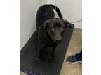 Adopt Perdita a Mixed Breed (Medium) / Mixed dog in Jonesboro, AR (37507303)