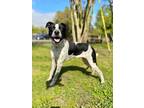 Adopt Trevor a Australian Cattle Dog / Mixed dog in Mobile, AL (37157385)