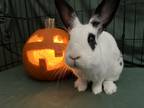 Adopt Speed Bump a White Dwarf Hotot (short coat) rabbit in Williston