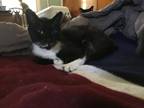 Adopt Reginald a Domestic Shorthair / Mixed cat in Central Islip, NY (34191440)