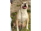Adopt Jase a Tan/Yellow/Fawn Labrador Retriever dog in Lone Oak, TX (31980302)