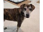 Adopt Legend a Brindle Hound (Unknown Type) dog in Youngsville, NC (37524426)