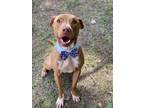 Adopt Casey a Brown/Chocolate - with White American Staffordshire Terrier dog in