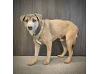 Adopt Grayson a Mixed Breed (Medium) dog in Georgetown, OH (35126910)
